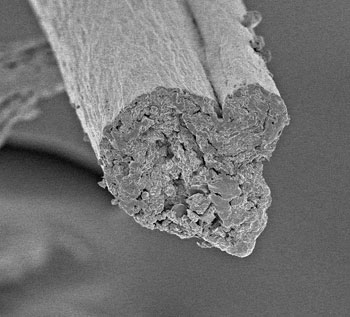 Fibrillas de fibras de celulosa naturales