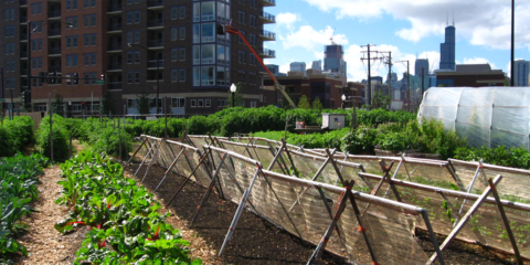 Acuerdo para implantar de Huertos Urbanos en Rincón de la Victoria