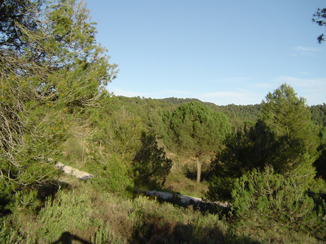  Sant Llorenç Savall