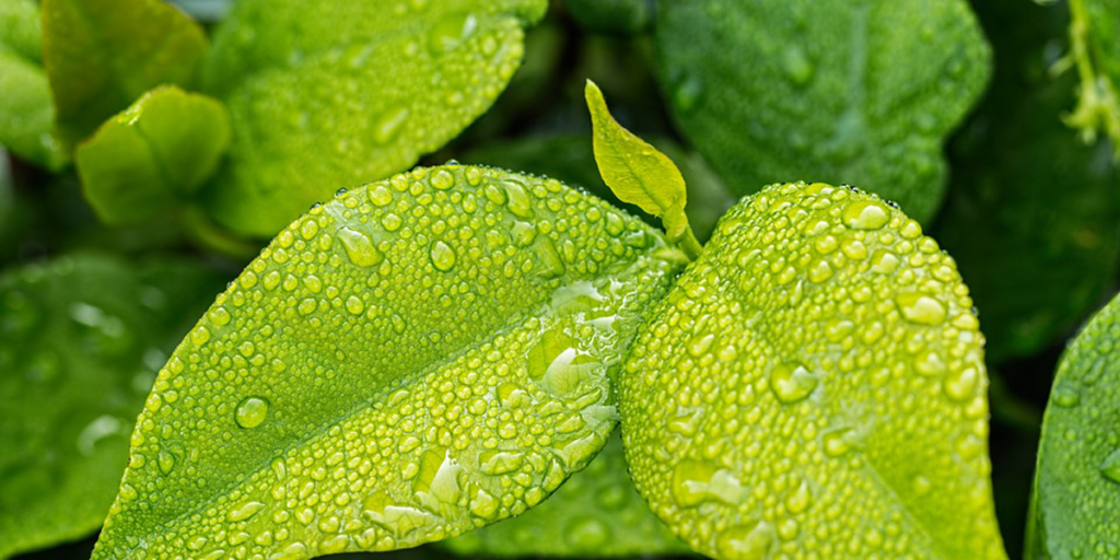 Ya está abierto el periodo de inscripción para los premios Capital Verde Europea 2020 y Hoja Verde 2019.
