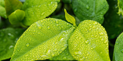 Abierta convocatoria para los Premios Capital Verde Europea 2020 y Hoja Verde 2019