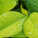 Abierta convocatoria para los Premios Capital Verde Europea 2020 y Hoja Verde 2019