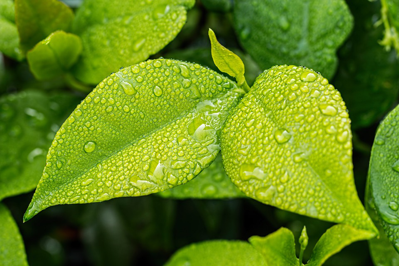 Ya está abierto el periodo de inscripción para los premios Capital Verde Europea 2020 y Hoja Verde 2019.