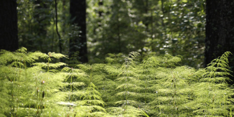 Unos 232.000 alumnos andaluces han participado en el programa Aldea de educación Ambiental