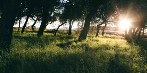 El ecobarrio La Pinada, iniciativa seleccionada por Europa para su programa contra el Cambio Climático