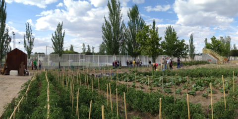 El Ayuntamiento de Madrid habilita 27 nuevas parcelas para huertos urbanos