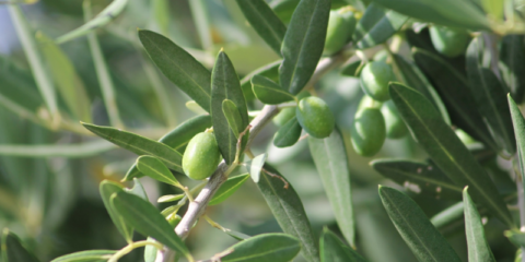 Huesos de aceituna carbonizados para fabricar materiales de construcción más sostenibles