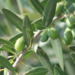 Huesos de aceituna carbonizados para fabricar materiales de construcción más sostenibles