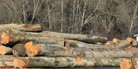 Copade se reúne para revisar el estándar de certificación Madera Justa