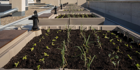 Finaliza la entrega del residencial Lutxana Barria con un sistema de huertos urbanos instalado en la cubierta