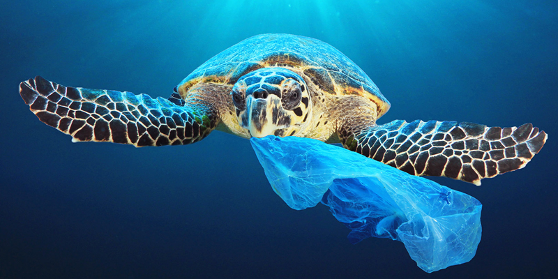 tortuga con plástico en océano
