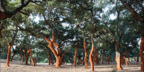 Nueva generación de pavimentos de corcho sostenible Wise de Amorim con huella de carbono negativa