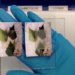 KTH en Suecia desarrolla un material de madera para ventanas que regula la temperatura