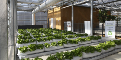 El proyecto europeo Groof abre la convocatoria para impulsar proyectos de invernaderos en cubiertas de edificios