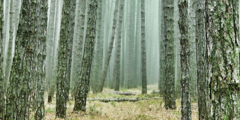 Un proyecto científico evaluará métodos de adaptación de la industria de madera a los efectos del cambio climático