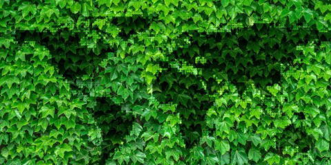 Valladolid abre el plazo de dos licitaciones para actuaciones que buscan crear una ciudad más verde y sostenible