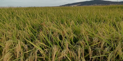 El proyecto LIFE ReNatural NZEB desarrollará la construcción de EECN con materiales naturales y locales