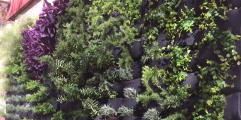 Valencia instala un jardín vertical en una escuela para regular la temperatura y mejorar el aislamiento acústico