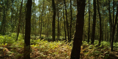 Galicia recibe la certificación FSC para tres de sus montes, un avance en el desarrollo sostenible de su gestión forestal