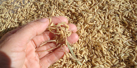 Una investigación en Colombia apunta al uso de la cáscara de arroz en la construcción