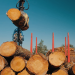 ChainWood, tecnología blockchain para una gestión más eficiente de la madera