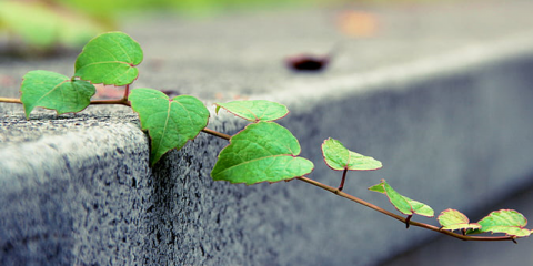 LafargeHolcim impulsa la construcción ecológica en el sector cementero junto a SBTi