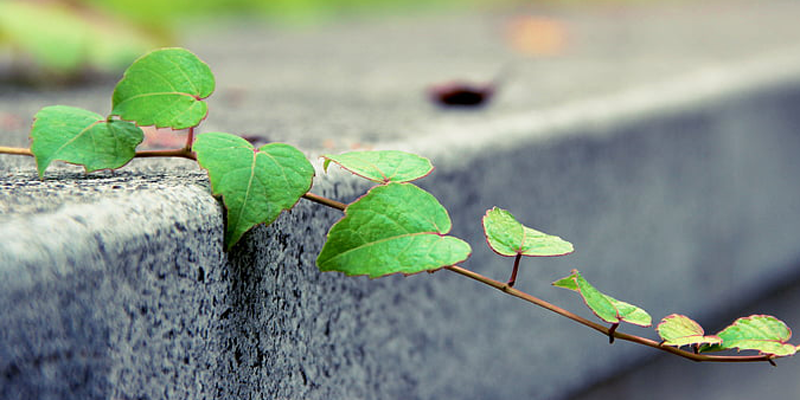 imagen aludiendo a cemento verde