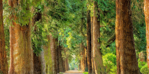 El proyecto europeo Basajaun busca optimizar el consumo de la madera sostenible en la construcción