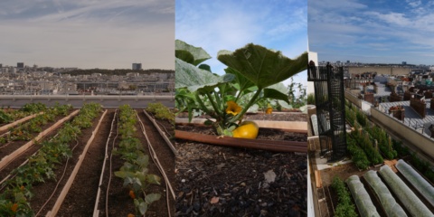 Huerto urbano en la cubierta de la Ópera de la Bastilla de París con el sistema de vegetalización Oasis de CleverGreen-Vegetal iD