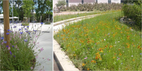 Huesca recibe un premio de buenas prácticas de biodiversidad por su proyecto de naturalización urbana