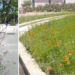Huesca recibe un premio de buenas prácticas de biodiversidad por su proyecto de naturalización urbana
