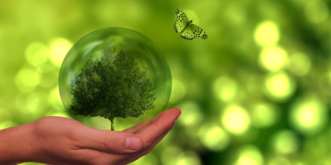 El Miteco lanza nuevas líneas de ayudas en materia de biodiversidad y renaturalización urbana