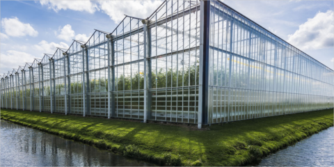 Iluminación natural para invernaderos sostenibles y eficientes con el vidrio Fountain de AGC