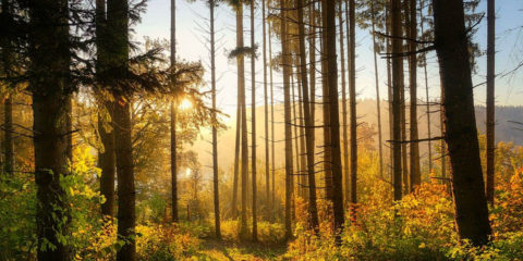 Las CC.AA. recibirán 226 millones para inversiones en biodiversidad y restauración ambiental