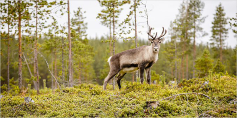 Guía de orientación para identificar áreas naturales protegidas adicionales en la UE