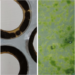 Webinar de Tecnalia sobre ensayos biológicos en sellantes, superficies no porosas, pinturas y barnices