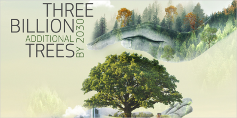 La aplicación MapMyTree que mapeará 3.000 millones de árboles en la UE se abre a los ciudadanos