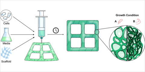 Desarrollan material vegetal personalizable similar a la madera y respetuoso con el medio ambiente