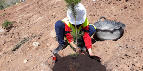 Cemex plantará 14.000 ejemplares de especies arbustivas en 2022 para repoblar sus canteras