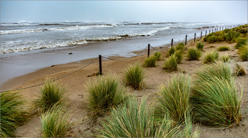 Regeneración de sistemas dunares de playa