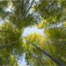 Soler & Palau participa en la plantación de 2.000 árboles para compensar las emisiones de CO2