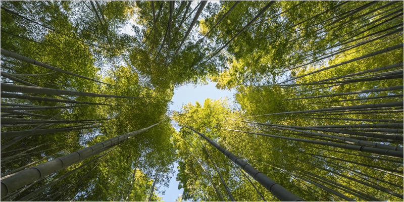 Soler & Palau Ventilation Group se suma a la iniciativa de la Fundación More Trees