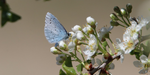 Aprobada la Estrategia de Biodiversidad y Ciencia para el periodo 2023-2027