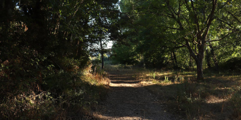 Convocatoria de ayudas en Andalucía para proyectos de I+D en biodiversidad y cambio climático