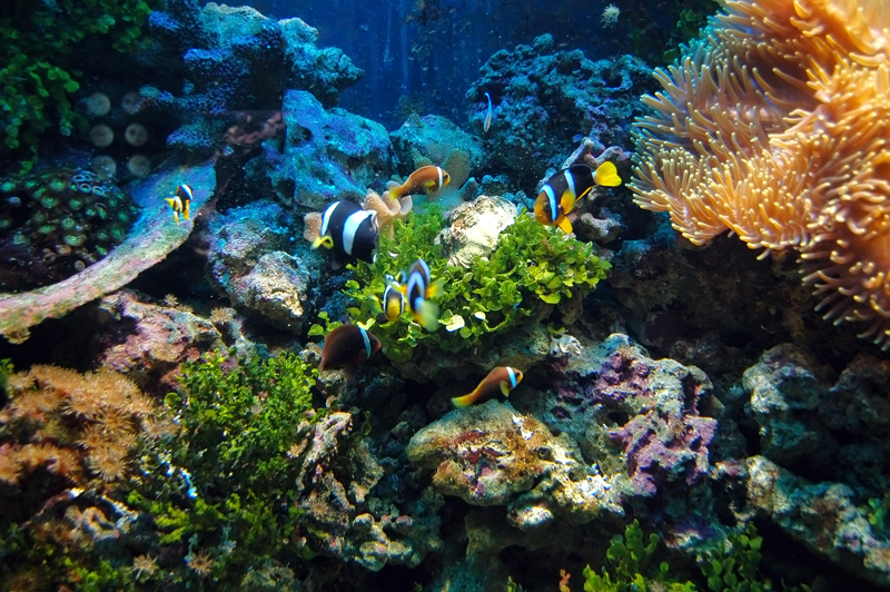 Acuerdo sobre la protección de la biodiversidad marina en aguas internacionales