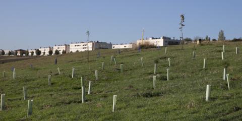 Pamplona completa el bosque que funcionará durante 30 años como sumidero de CO2
