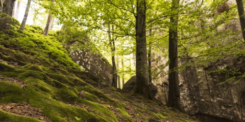 Castilla y León destina 8,9 millones a 141 proyectos de actuación en las Reservas de la Biosfera