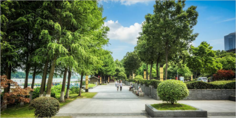 Un estudio revela que la eficacia de plantar árboles para reducir la temperatura varía entre las ciudades