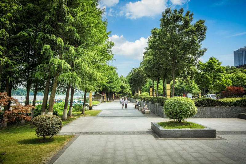 Estudian la efectividad de plantar árboles en las ciudades para reducir las temperaturas