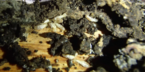 Tecnalia realizará inspecciones de termitas en los edificios históricos de Oñate para preservar su estructura